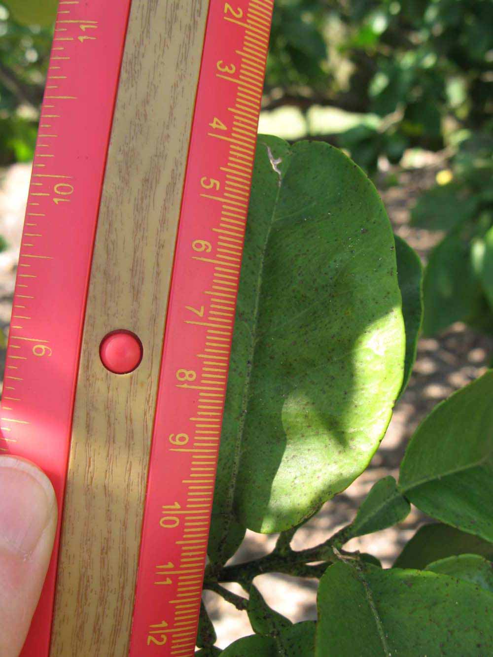              Unifoliolate leaf (Winter Haven, FL)       